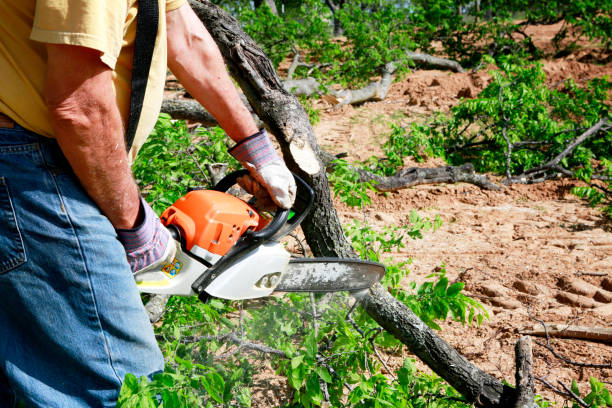 Best Emergency Tree Service  in Park City, UT